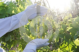 Sommelier wearing white gloves, shirt and holding a bottle of white wine against green vineyard, natural sun lights