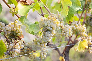 Sommer wine grape