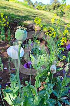 Somniferum, the opium poppy, is a species of flowering plant in the family Papaveraceae. grown in gardens. at Chiang Mai.