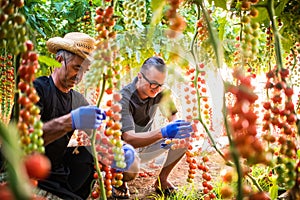 Son and dad agriculture workers cheking and collect harvest of c