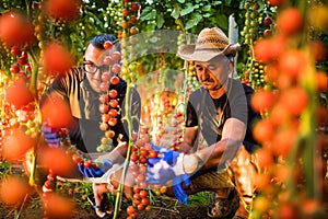 Son and dad agriculture workers cheking and collect harvest of cherry tomato in greenhouse. Family business