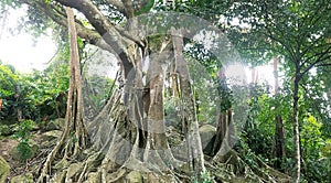 Son Tra Banyan Tree photo