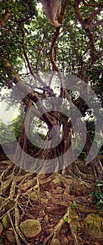Son Tra Peninsula's Banyan tree photo