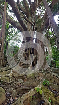 Son Tra Peninsula's Banyan Tree photo