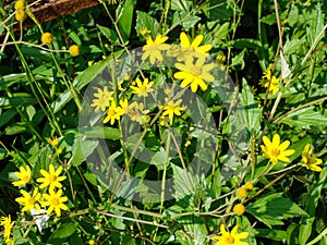 The Sonaki Flowers bloom on Kaas plateau