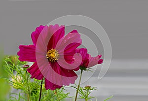 Sonata Bipinnatus Flower