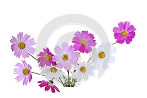 Sonata Cosmos Flower