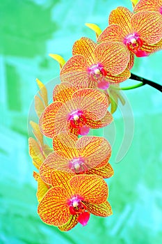 Sonata of orchids