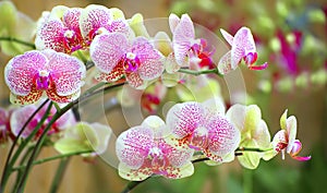 Sonata of Orchids