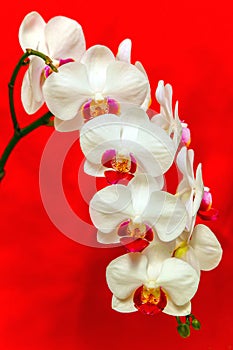 Sonata of phalaenopsis blume white orchids in full bloom