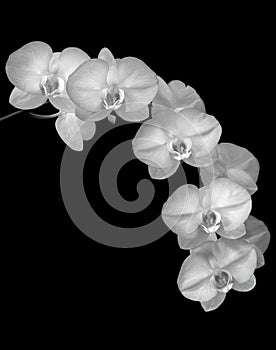 Sonata of phalaenopsis orchids