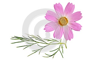 Sonata Pink Cosmos