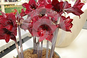 Sonatini `Carramba` big red flowers grown in the pot.