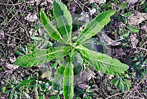 Sonchus arvensis, the field milk thistle, field sowthistle, perennial sow-thistle photo