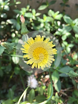 Sonchus arvensis L. Shooting in summer