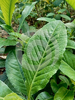 Sonchus Arvensis Perennial sow, field milk thistle, field sowthistle, perennial sow-thistle, corn sow thistle, dindle, gutweed, s