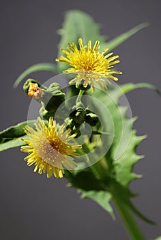 Sonchus asper