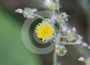 Sonchus asper, also commonly known as the prickly sow-thistle, rough milk thistle, spiny sowthistle, sharp-fringed sow, or spiny-