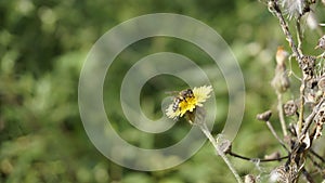 Sonchus asper also known as Spiny sowthistle, Rough milk thistle etc