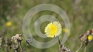 Sonchus asper also known as Spiny sowthistle, Rough milk thistle etc