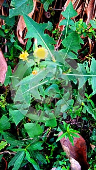 Sonchus asper herb flower photo