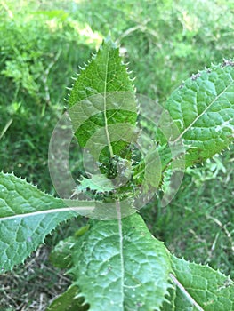 Sonchus asper L.  Hill. Shooting in summer