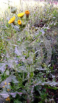 Sonchus asper plants flower photo