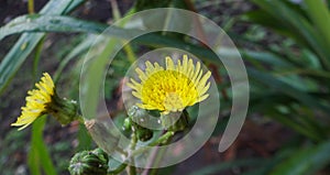 Sonchus asper is a species of plant that has thorn bearing leaves and yellow flowers.