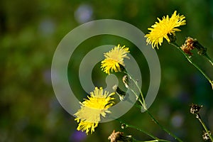 Sonchus brachyotus photo