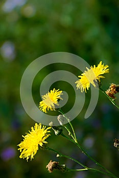 Sonchus brachyotus photo