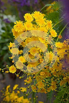 Sonchus canariensis