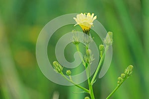 Sonchus oleraceus photo