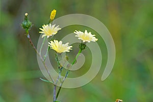 Sonchus oleraceus photo