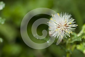 Sonchus oleraceus flower on green background photo