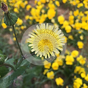 Sonchus oleraceus L.  Planted in spring photo