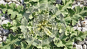 Sonchus oleraceus plant next to the train tracks photo