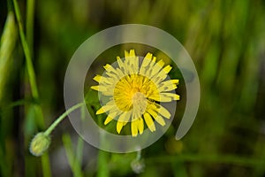 Sonchus oleraceus photo