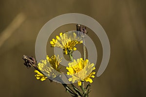 Sonchus oleraceus (Sonchus oleraceus