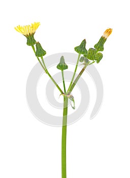 Common sowthistle isolated on white background, Sonchus oleraceus photo