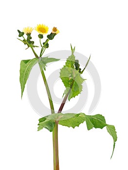 Common sowthistle isolated on white background, Sonchus oleraceus photo