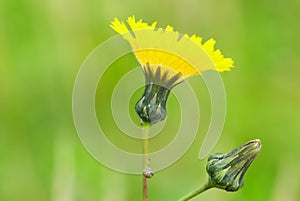 Sonchus- perennial herbaceous plant photo