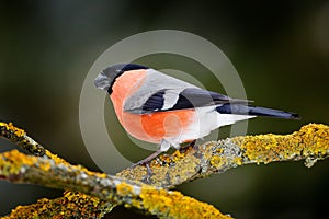 Sonf bird in green forest. Red songbird Bullfinch sitting on yellow lichen branch, Sumava, Czech republic. Wildlife scene from nat