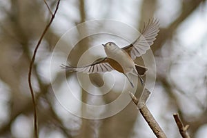 Song Bird Black Crested Tufted Titmouse Titmice in flight flying