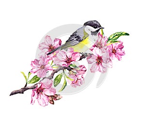 Song bird on cherry blossom branch with spring sakura flowers in springtime. Watercolor