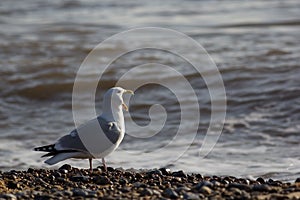 Song Bird. Funny animal meme of seagull screaming at the sea.