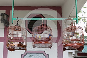 Song Birds Cages