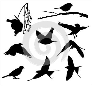 Song birds silhouettes vector set