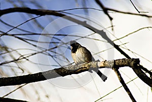 Song birds tree branches blue skies clouds white bird black head