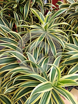 Song of india plant. Ornamental, stripe.