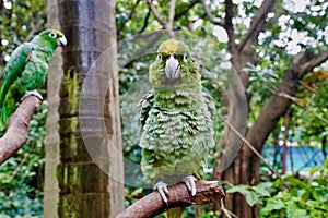 Song parrot or yellow-fronted Geoffrey parrot sits on a tree branch in the park